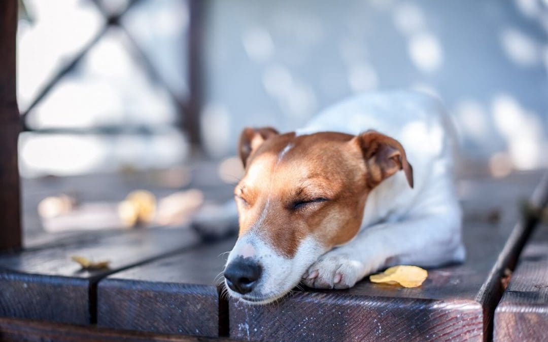 Pros and Cons of Different Types of Decking Materials