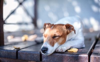 Pros and Cons of Different Types of Decking Materials