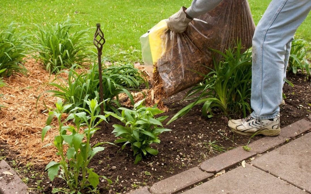 What Can I Plant in the Fall?