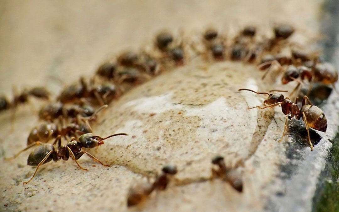 5 Ways to Prevent Pests in the Home