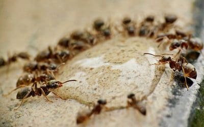 5 Ways to Prevent Pests in the Home