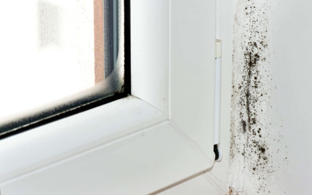Prevent Mold Growth: A Homeowner’s Guide to Moisture Control