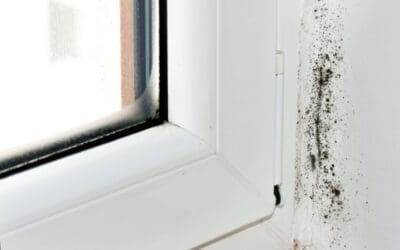 Prevent Mold Growth: A Homeowner’s Guide to Moisture Control